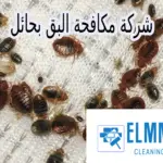 شركة مكافحة البق بحائل