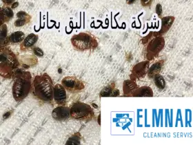 شركة مكافحة البق بحائل